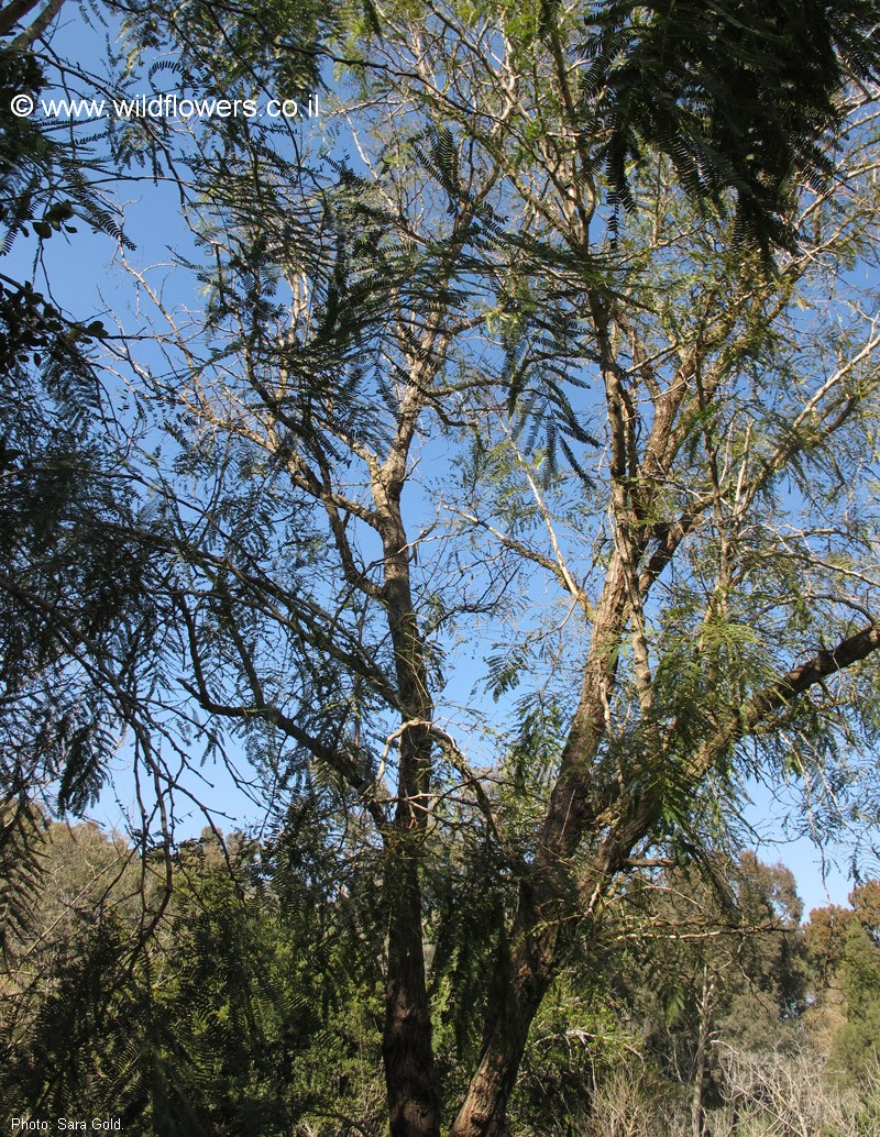Acacia amythethophylla